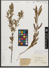 Foto von Salix triandra subsp. triandra L.